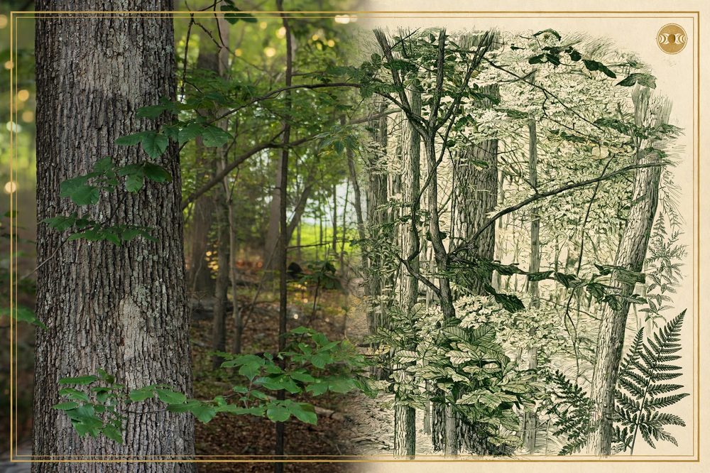 Hardwood Forest