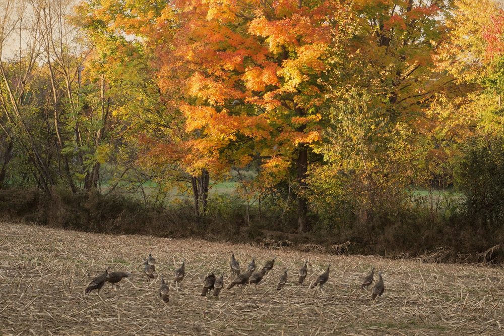 The Maple Flock